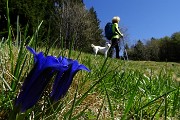 39 Genziana di Clusius (Gentiana Clusii)